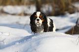 CAVALIER KING CHARLES 427